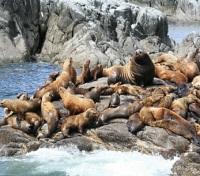 Steller Sea Lions 